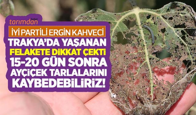 İYİ Partili Ergin Kahveci: Çayır tırtılı felaketine karşı Tarım Bakanlığı topyekün alarma geçirilmeli!