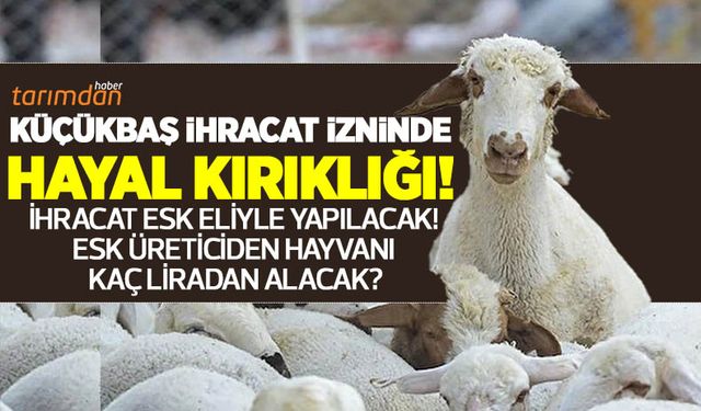 Küçükbaş üreticisi aylardır bekliyordu! İhracat izni çıktı ancak sektör hayal kırıklığına uğradı! 