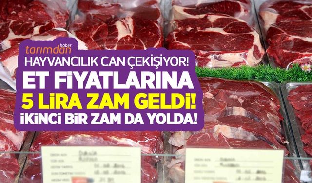 Kurbanlık hayvan alırken dikkat! Kurbanlık hayvanla ilgili bütün bilgilere bu adresten ulaşabilirsiniz!