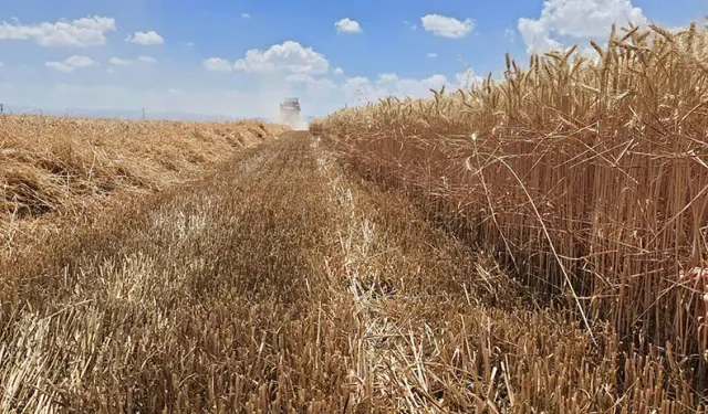 Buğday arpa fiyatları kaç lira oldu? Ticaret Borsaları ve TÜRİB 6 Mart hububat fiyatları belli oldu!