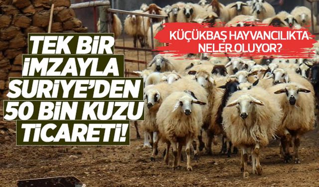 Küçükbaş hayvancılıkta neler oluyor? Tek bir imzayla Suriye'den 50 bin kuzu ticareti!