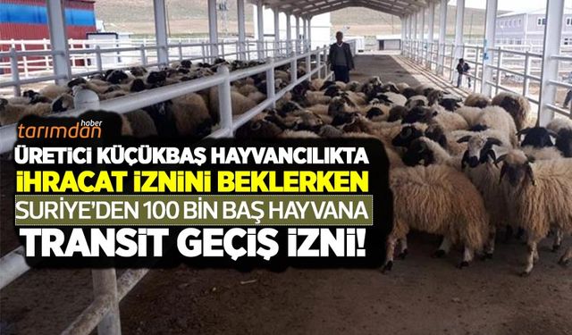 Üretici küçükbaş hayvancılıkta ihracat iznini beklerken Suriye'den 100 bin baş hayvana transit geçiş izni!