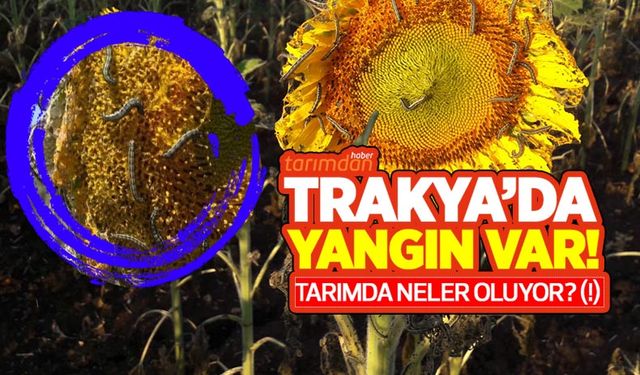 Trakya'da yangın var! Tarımda neler oluyor? (1)
