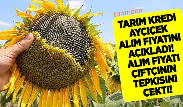 Tarım Kredi Kooperatifleri, 2022 yılı ayçiçek alım fiyatını açıkladı!! Açıklanan alım fiyatı çiftçinin tepkisini çekti!