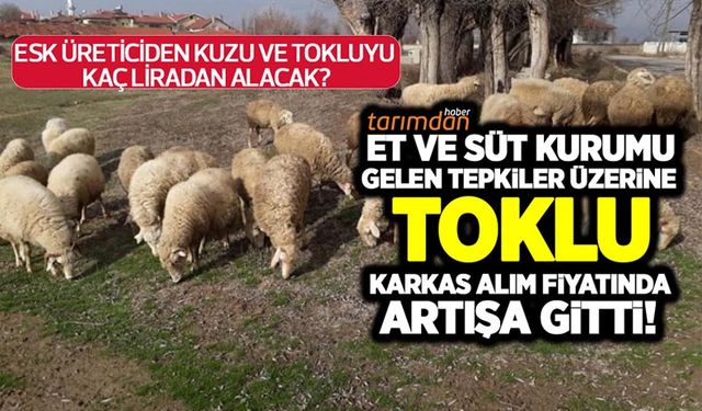 Et ve Süt Kurumu toklu karkas et alım fiyatında artışa gitti! ESK kuzu ve tokluyu üreticiden kaç liradan alacak?