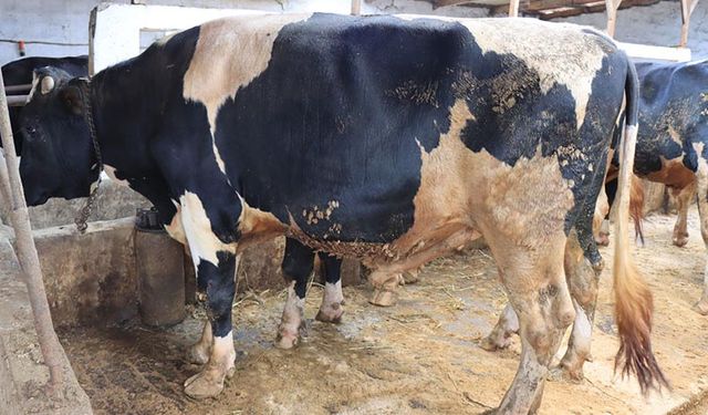 Türk Veteriner Hekimleri Birliği yem firmalarına deprem bölgesi için yem desteği çağrısında bulundu!