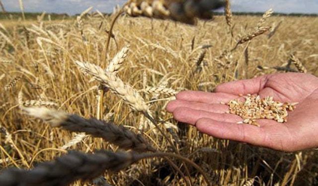 Tahıl koridoru anlaşması yürürlükten kaldırıldı! Buğday, arpa fiyatlarının seyri merak ediliyor!