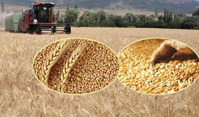 Buğday arpa prim desteğinde çiftçiye önemli uyarı! Zamanında başvuru yapmayanların başvuruları kabul edilmeyecek! 
