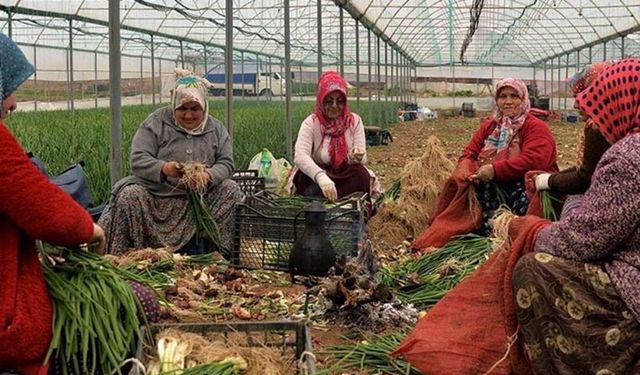 Tarımsal üretici enflasyonunda rekor artış! Bu enflasyona göre gıda fiyatları nasıl düşecek?