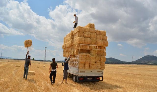 Saman fiyatı yükseliyor! 1 ton saman 2 bin 450 lira oldu!