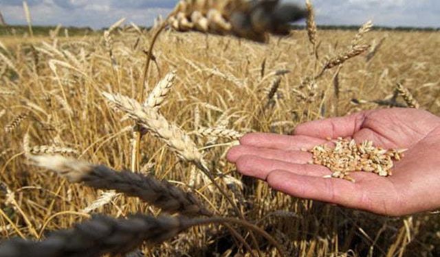 TMO, Mayıs ayında 960 bin ton hububat satışı yapacak! Buğday, çavdar, tritikale ve yulaf kaç liradan satılacak?