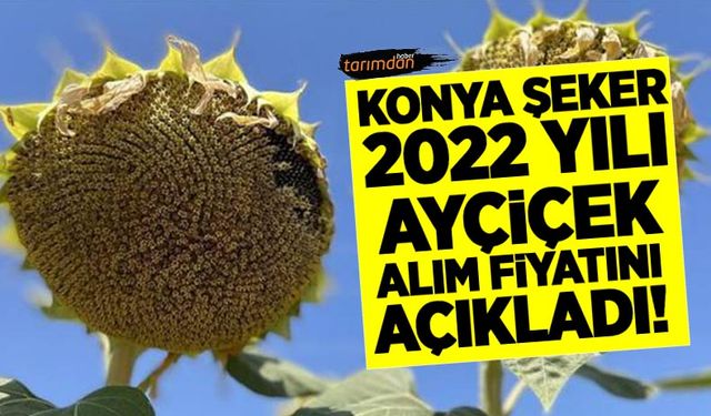 Konya Şeker 2022 yılı yağlık ayçiçek alım fiyatını açıkladı!