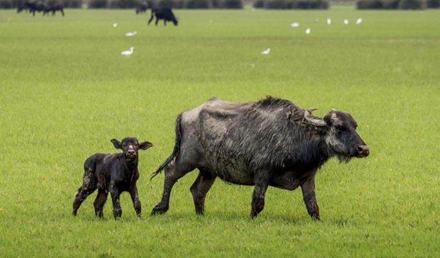 Çiftçiye önemli duyuru! Destek ödemeleri ile ilgili icmaller askıya çıkarıldı! 26 Ağustos son gün!