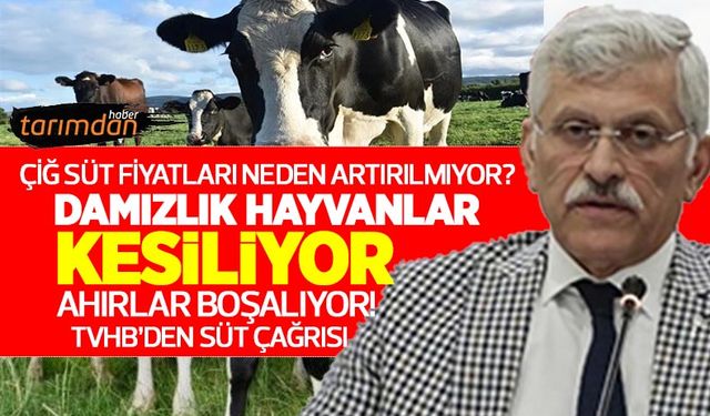 Çiğ süt fiyatları neden artırılmıyor? Damızlık hayvanlar kesiliyor ahırlar boşalıyor! TVHB'den Bakanlığa süt çağrısı!