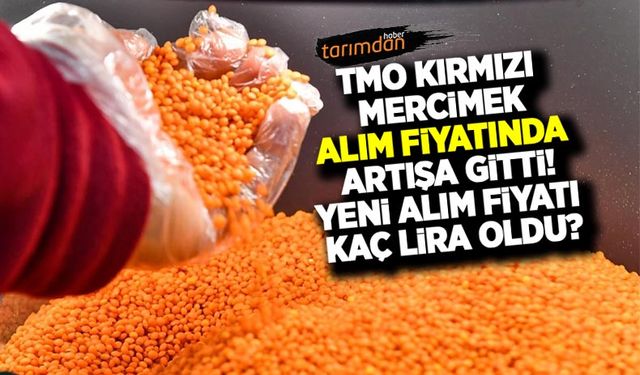 TMO kırmızı mercimek alım fiyatını artırdı! Yapılan artış sonrası TMO kırmızı mercimek alım fiyatı kaç lira oldu?