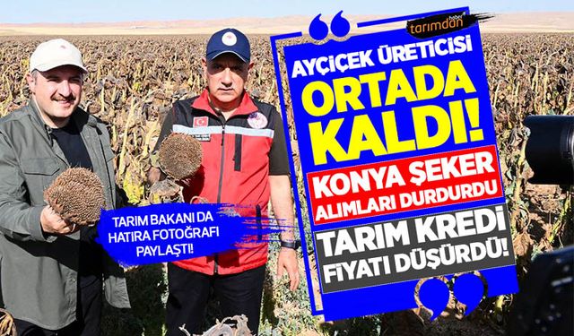 Ayçiçek üreticisi ortada kaldı! Konya Şeker alımları durdurdu Tarım Kredi fiyatları düşürdü!