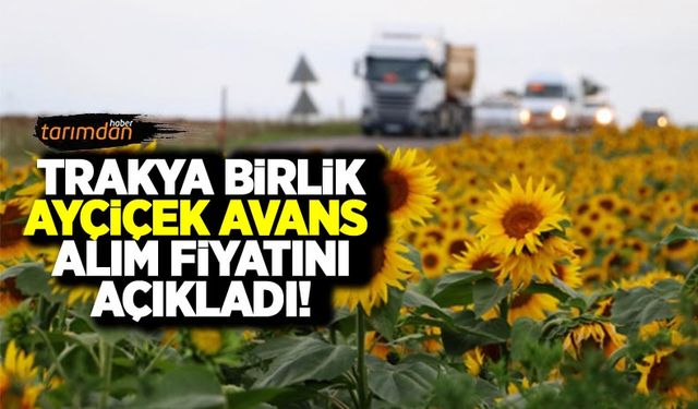 Trakya Birlik 2022 yılı ayçiçeği avans alım fiyatını açıkladı!