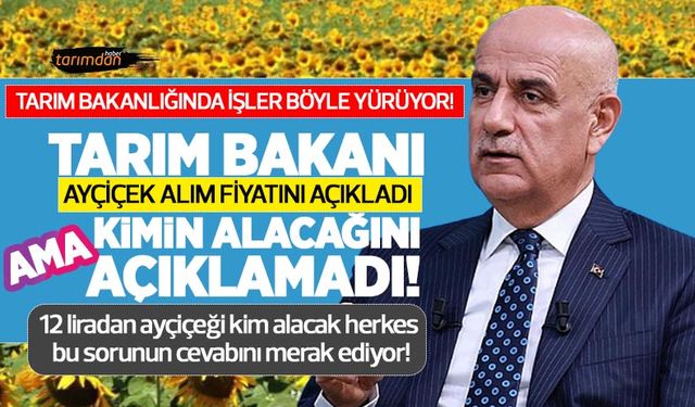 Ayçiçeği alım fiyatında kafa karışıklığı! Tarım Bakanı alım fiyatını açıkladı ama 12 liradan kimin alacağını açıklamadı!