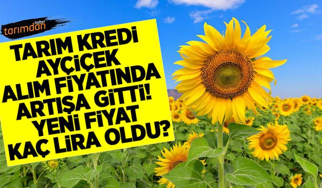 Tarım Kredi Kooperatifleri 2022 yılı ayçiçek alım fiyatını artırdı! Yeni alım fiyatı kaç lira oldu?