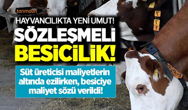 Hayvancılıkta yeni umut: Sözleşmeli besicilik! Peki sözleşmeli besicilik nasıl uygulanacak hangi destekler verilecek?