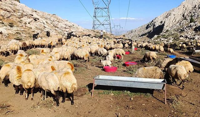 Çobanların zorlu yolculuğu başlıyor! Birlik Başkanı çobanları zor yolculuğu öncesi yaylada ziyaret etti!