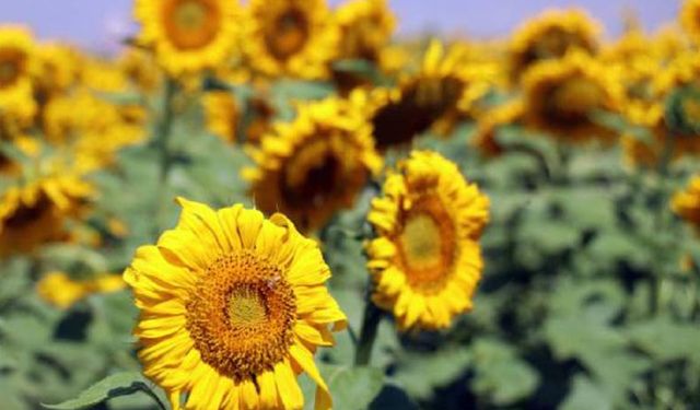 Yağlık ayçiçeği fiyatları 2022! Konya Şeker, Trakya Birlik, Tarım Kredi, Karadenizbirlik neden farklı fiyat açıkladı?