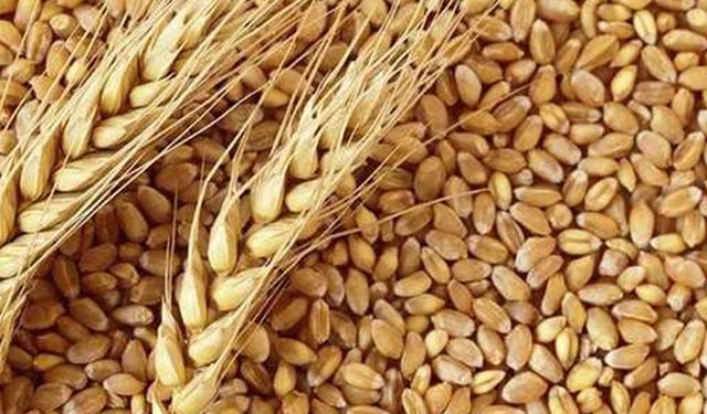 TMO buğday satışına başladı!  TMO'nun Ekim ayı hububat satış fiyatları...