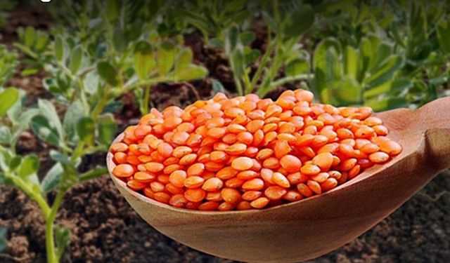 Tarımsal desteklerden men cezası almayan çiftçiye sertifikalı kırmızı mercimek tohum desteği verilecek!