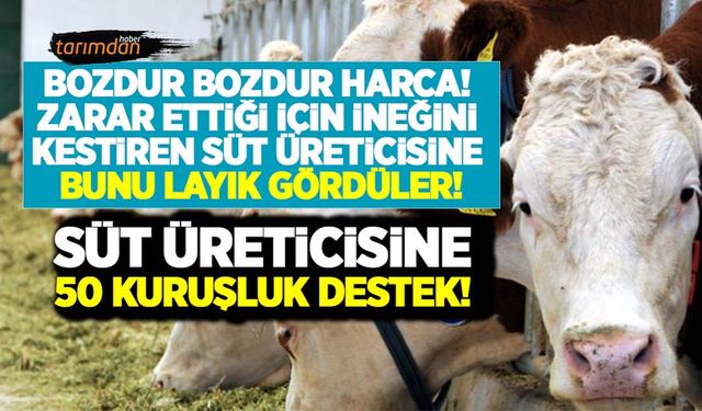 Çiğ süt prim destekleri artırıldı! Süt üreticisi yine hayal kırıklığına uğradı! Biten hayvancılığa 50 kuruşluk destek!