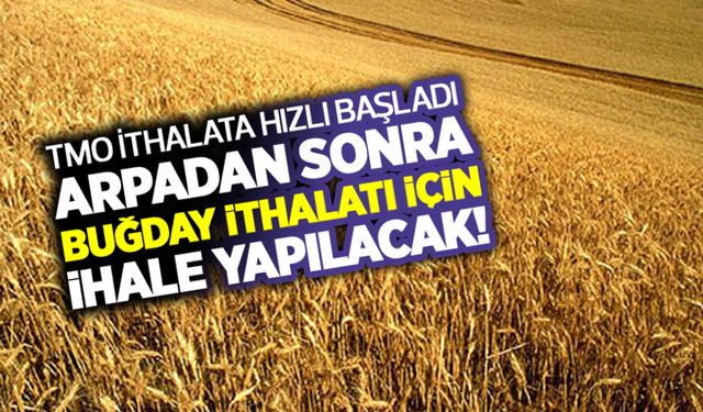 TMO ithalata hızlı başladı! 495 bin ton ekmeklik buğday ithal edilecek!