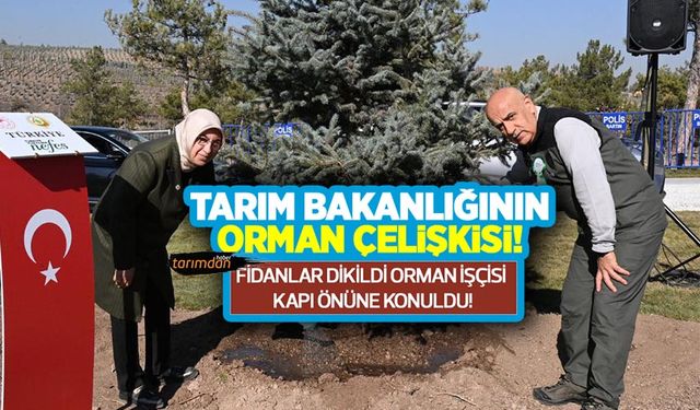 Tarım Bakanlığının orman çelişkisi! 4 milyon fidan dikildi 13 bin 600 orman işçisi kapı önüne kondu!