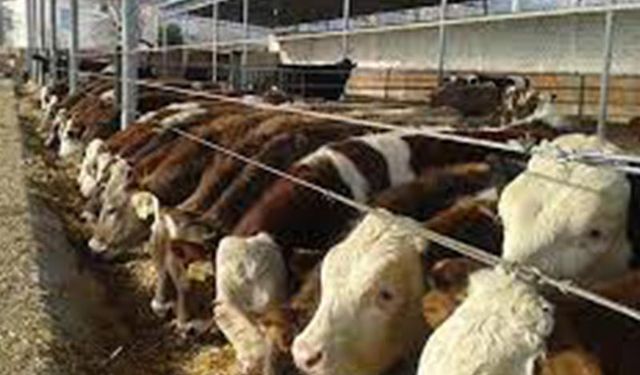 Tarım İl Müdürlüğünden besilik sığır destek başvurusu ile ilgili önemli açıklama: 31 Ocak'ta sona eriyor!