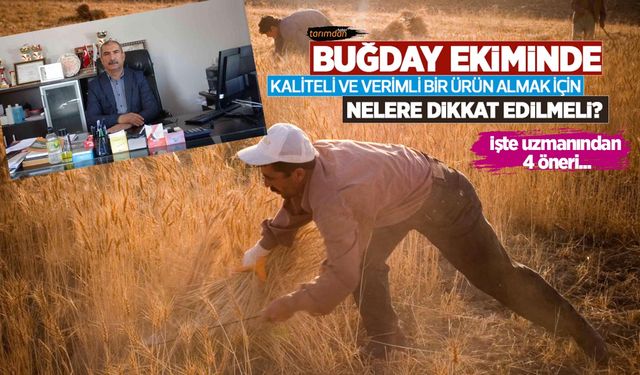 Buğday ekiminde kaliteli ve verimli bir ürün almak için nelere dikkat edilmeli? İşte uzmanından 4 öneri! 