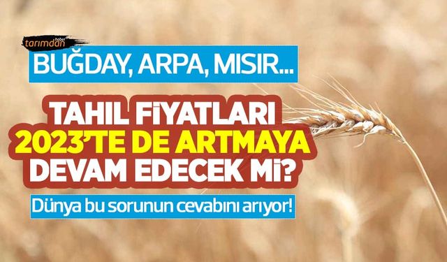 Buğday, arpa, mısır… Tahıl fiyatları 2023'te de artmaya devam edecek mi? Dünya bu sorunun cevabını arıyor!