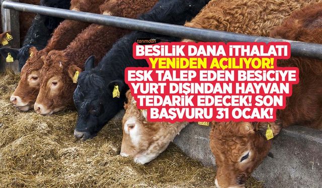 Besilik dana ithalatı yeniden açılıyor! ESK talep eden üreticiye yurt dışından besilik dana tedarik edecek!