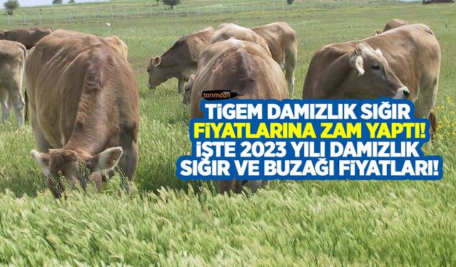 TİGEM damızlık sığır fiyatlarında artışa gitti! 2023 damızlık sığır, buzağı fiyatları kaç lira oldu?