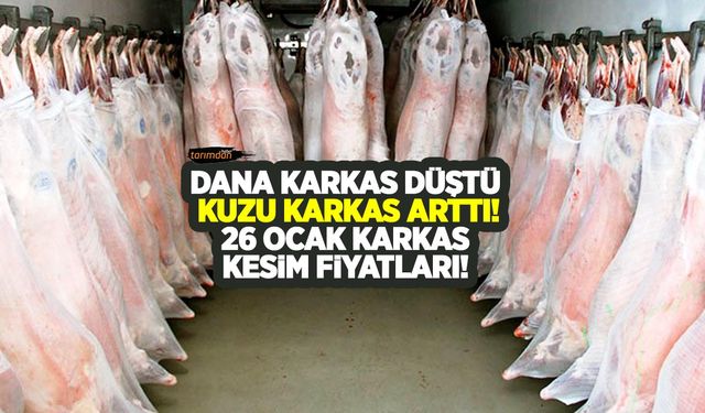 Dana karkas fiyatları düştü kuzu karkas fiyatları arttı! Hayvan ithalatı kesim fiyatlarında yükselişi şimdilik durdurdu!