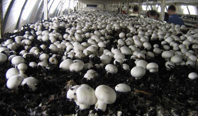 Mantar üretimi için ne gerekli? Sivas’taki kurs üretime başlamak isteyenlere kapı açıyor