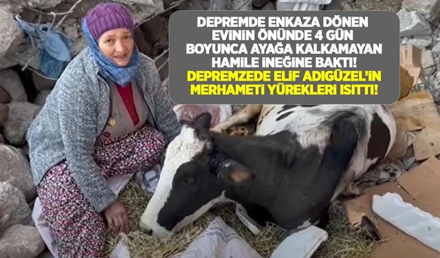 Depremde enkaza dönen evinin önünde ayağa kalkamayan hamile ineğine günlerce baktı!