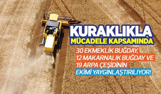 Kuraklıkla mücadele kapsamında 30 ekmeklik buğday, 12 makarnalık buğday ve 19 arpa çeşidinin ekimi yaygınlaştırılıyor!