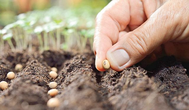 Ekimler başladı 40 milyona yakın tohum toprağa ulaştı