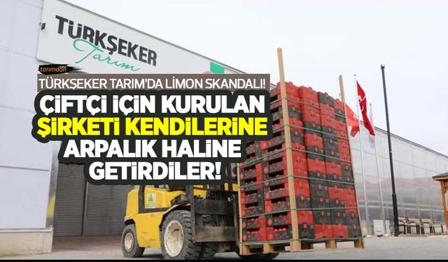 TÜRKŞEKER TARIM’dan limon skandalı! Depremzede çiftçiden düşük fiyattan aldığı limonu yüksek fiyattan marketlere sattı!