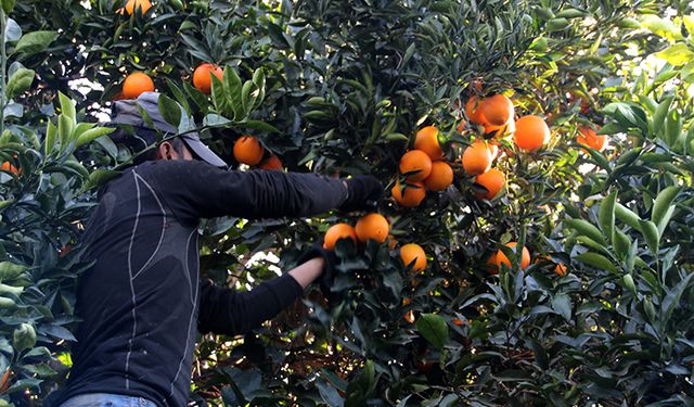 Turunçgil ihracatında karne iyi! İlk çeyrekte ülkemizin turunçgil ihracatı yüzde on iki arttı