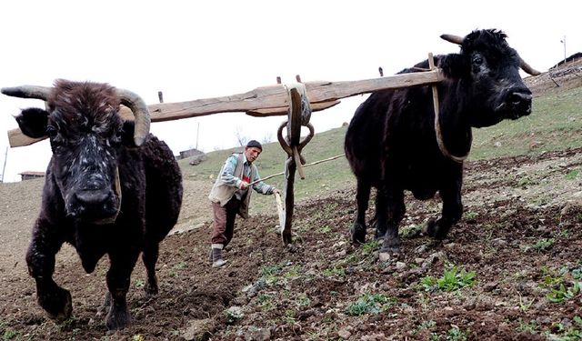 Adana'da kara sabanla tarım devam ediyor