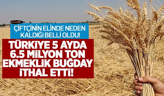 Türkiye 5 ayda 6.5 milyon ton buğday ithal etti çiftçinin ürünü ortada kaldı!