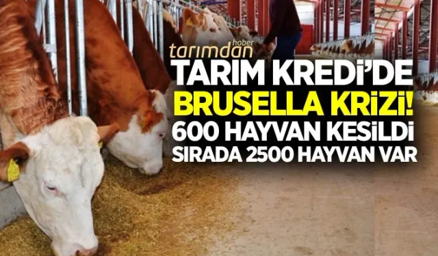 Ülke hayvancılığına çifte cinayet! Çiftlik kapanmasın diye Brusellalı hayvanlar Kırklareli'nden Yozgat'a taşındı!