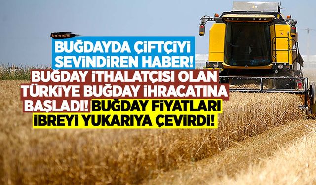 Türkiye yurt dışına makarnalık buğday ihraç etmeye başladı! Buğday fiyatları zıpladı!