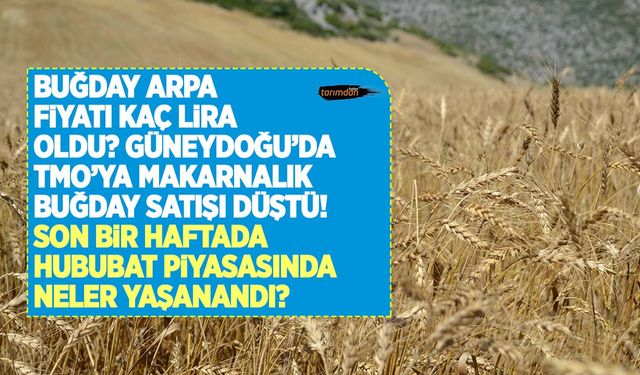 Son bir haftada hububat piyasasında neler yaşandı? Buğday arpa fiyatları kaç lira oldu? 24 Temmuz güncel fiyatlar!