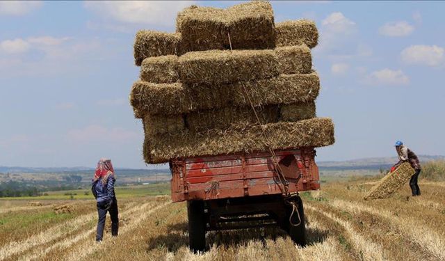 Saman fiyatına zam geldi 1 ton saman 3 bin lira oldu!