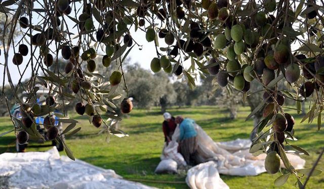 Zeytin ağacı kaç kilo meyve verir?